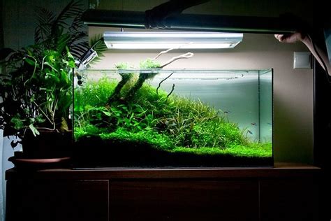 15 Best Fish for a 20.